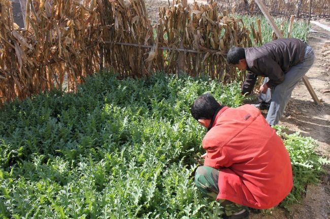 人民政府--县公安局仲兴派出所铲除非法种植罂