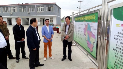 县委书记周学保调研县百万只肉羊项目